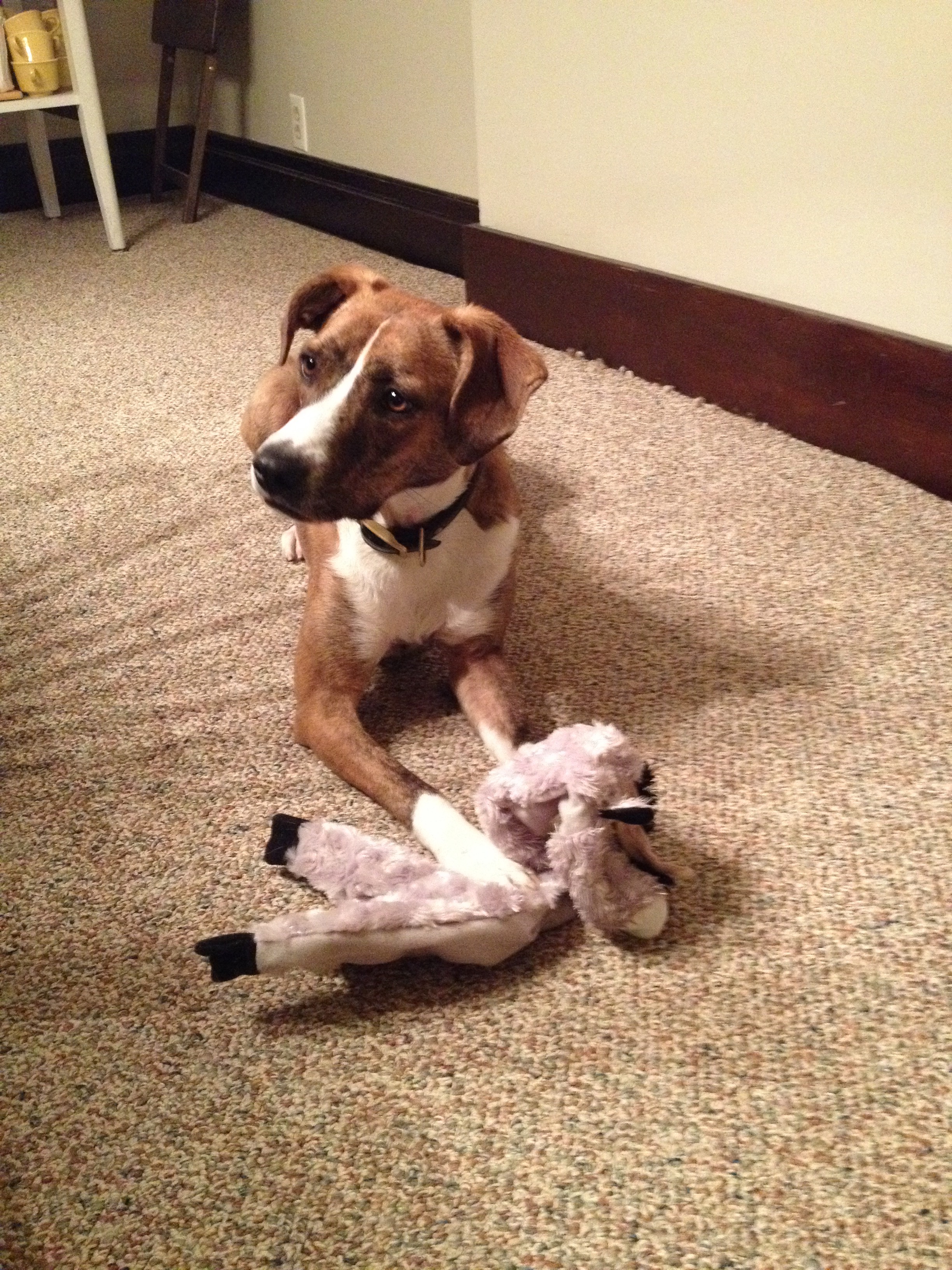 Juno in the early days enjoying her crinkle goat toy