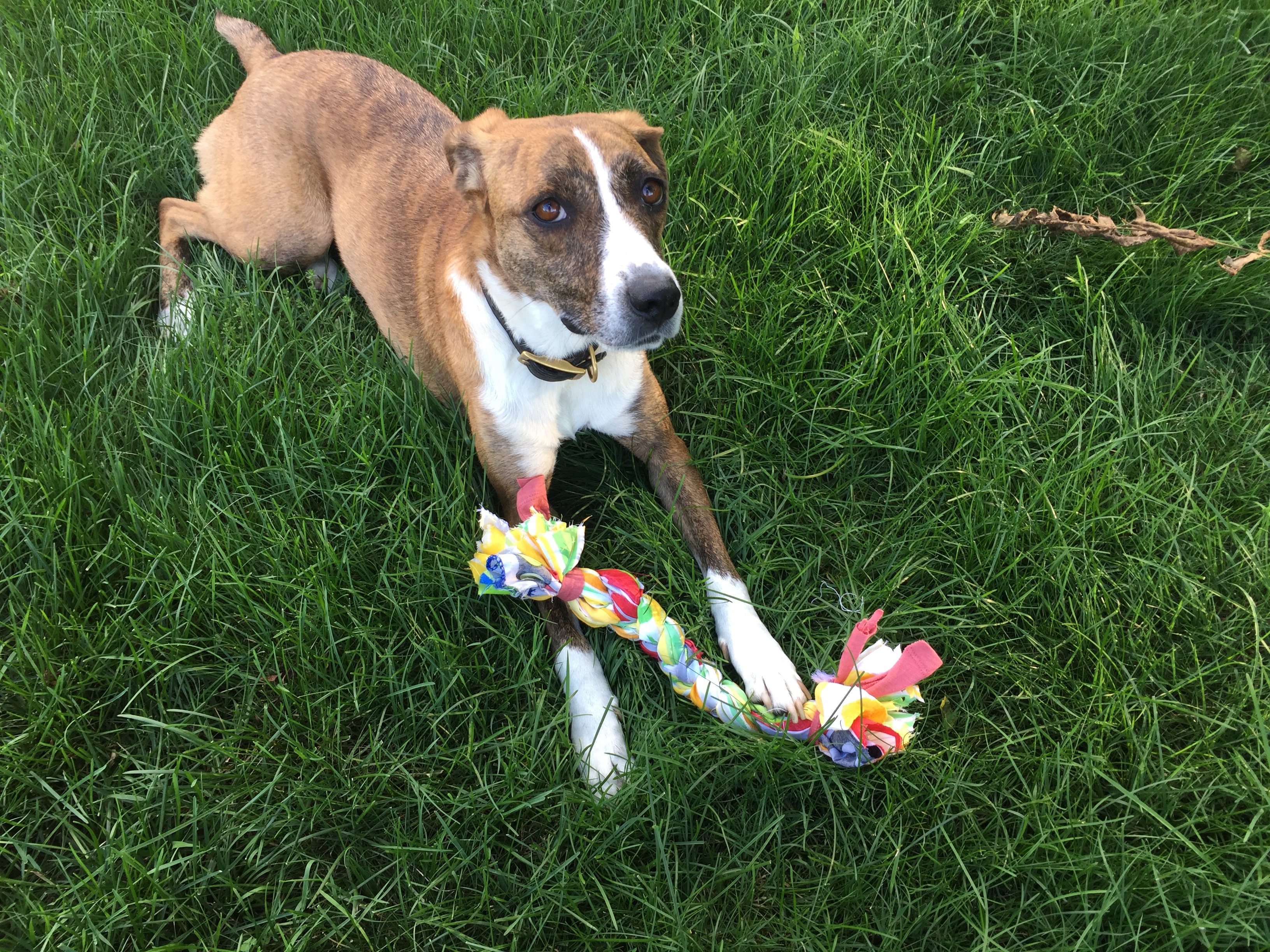 Juno in the yard with a handmade fabric rope toy