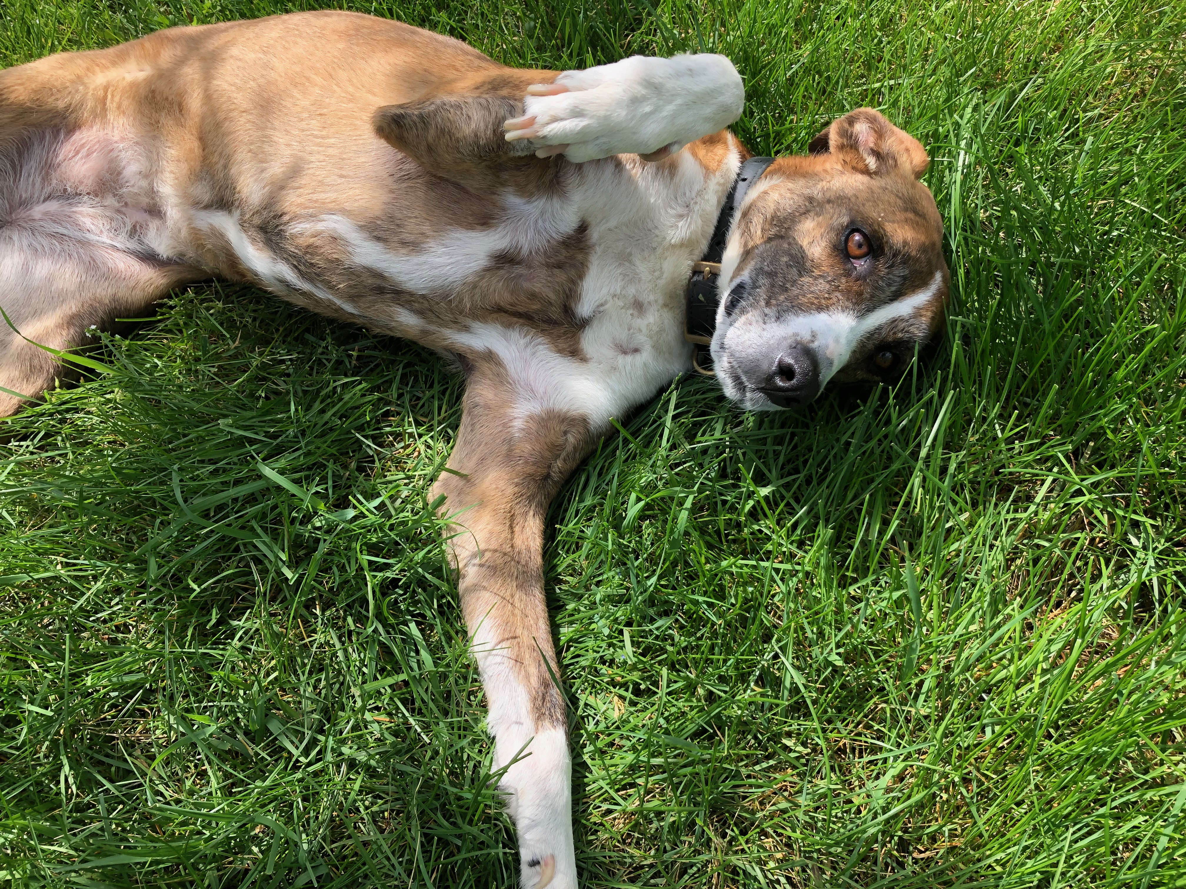 Juno laying in the yard for belly rubs