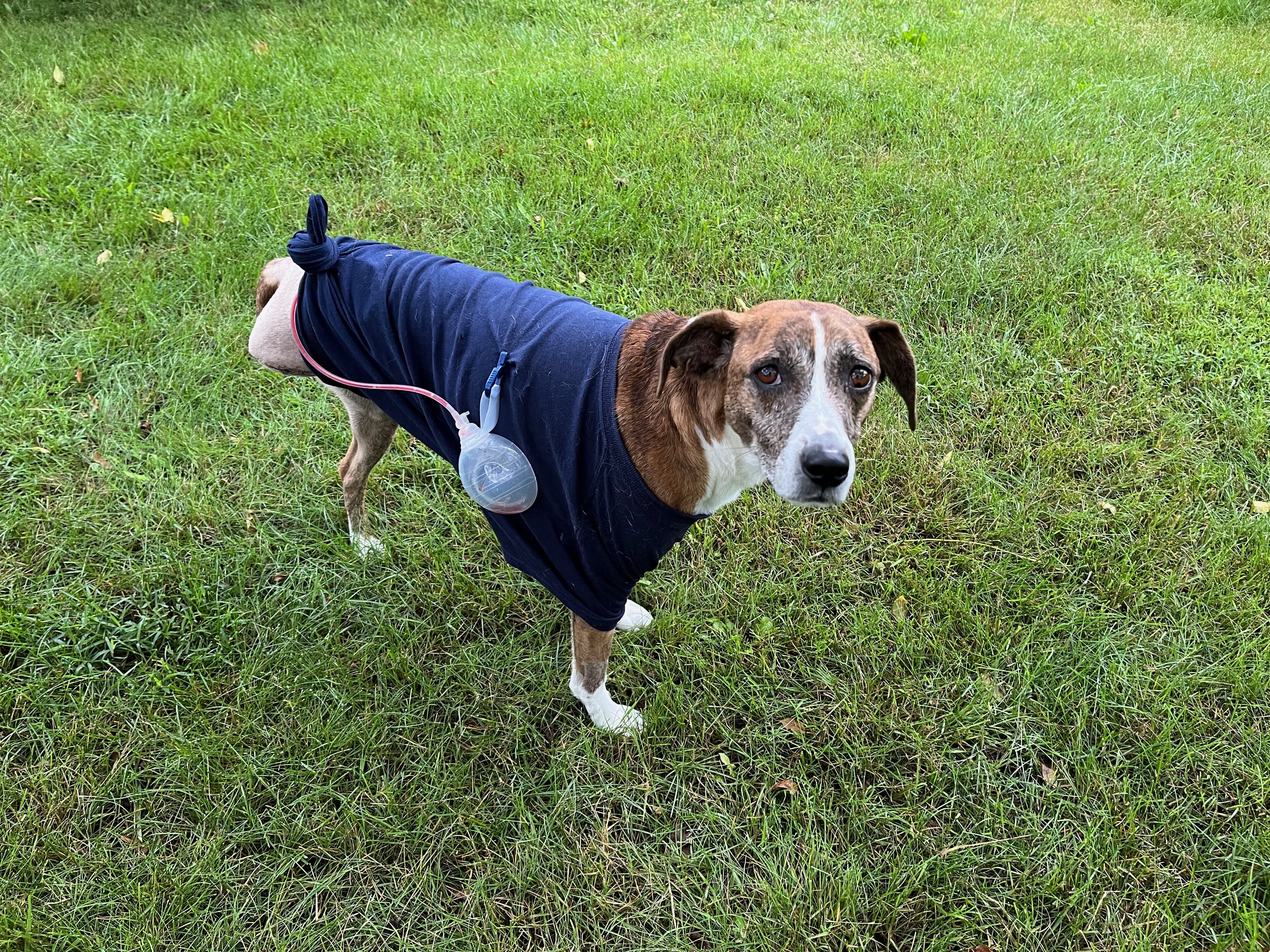Juno in the yard days after amputation surgery wearing a child’s t-shirt to which her wound drain reservoir is clipped